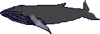humpbackbig.gif (733 bytes)